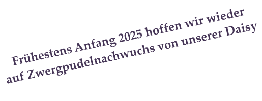 Frhestens Anfang 2025 hoffen wir wieder auf Zwergpudelnachwuchs von unserer Daisy