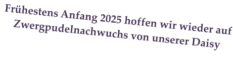 Frhestens Anfang 2025 hoffen wir wieder auf Zwergpudelnachwuchs von unserer Daisy