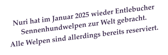 Nuri hat im Januar 2025 wieder Entlebucher Sennenhundwelpen zur Welt gebracht. Alle Welpen sind allerdings bereits reserviert.