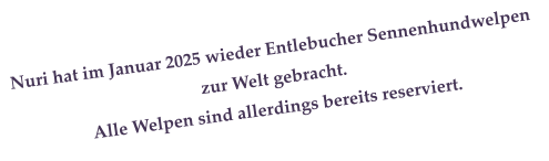 Nuri hat im Januar 2025 wieder Entlebucher Sennenhundwelpen  zur Welt gebracht. Alle Welpen sind allerdings bereits reserviert.