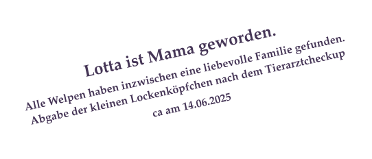Lotta ist Mama geworden.  Alle Welpen haben inzwischen eine liebevolle Familie gefunden. Abgabe der kleinen Lockenkpfchen nach dem Tierarztcheckup  ca am 14.06.2025