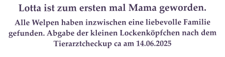 Lotta ist zum ersten mal Mama geworden.  Alle Welpen haben inzwischen eine liebevolle Familie gefunden. Abgabe der kleinen Lockenkpfchen nach dem Tierarztcheckup ca am 14.06.2025