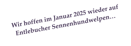 Wir hoffen im Januar 2025 wieder auf Entlebucher Sennenhundwelpen