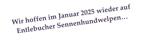 Wir hoffen im Januar 2025 wieder auf Entlebucher Sennenhundwelpen