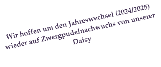 Wir hoffen um den Jahreswechsel (2024/2025) wieder auf Zwergpudelnachwuchs von unserer Daisy